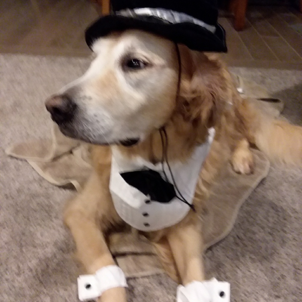 Set of 2 Dog Costumes **accepting offers**